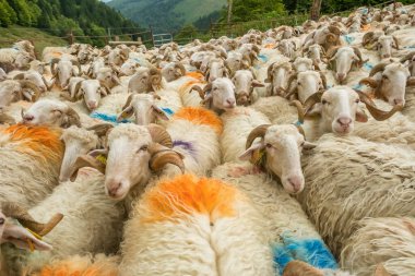 Fransa 'nın Pirenes dağlarındaki koyun çiftliği, Güney Avrupa' da koyun peyniri üretimi ve süt ürünleri yetiştiriciliğiyle bilinen bir bölge. Pireneler 'deki bir dağ koyun çiftliğinde ağıldaki büyük bir koyun sürüsü..