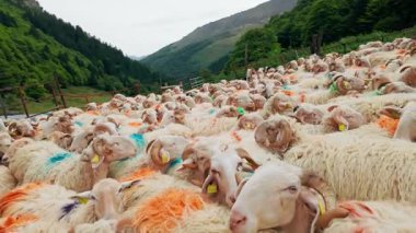 Fransa 'nın Pirenes dağlarındaki koyun çiftliği, Güney Avrupa' da koyun peyniri üretimi ve süt ürünleri yetiştiriciliğiyle bilinen bir bölge. Pireneler 'deki bir dağ koyun çiftliğinde ağıldaki büyük bir koyun sürüsü..