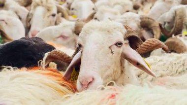 Fransa 'nın Pirenes dağlarındaki koyun çiftliği, Güney Avrupa' da koyun peyniri üretimi ve süt ürünleri yetiştiriciliğiyle bilinen bir bölge. Pireneler 'deki bir dağ koyun çiftliğinde ağıldaki büyük bir koyun sürüsü..