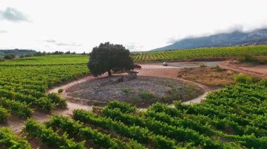 İspanya 'daki Sorginaren Txabola dolmenlerinin hava görüntüsü. İspanyol Bask Ülkesi 'nin üzüm bağlarıyla çevrili Chabola de la Hechicera Dolmenleri..