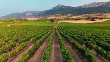İspanya 'nın Bask kırsalındaki güzel üzüm bağları, gün batımında. Yazın uçsuz bucaksız üzüm bağlarının havadan görünüşü, ünlü İspanyol şarabını üretiyor.