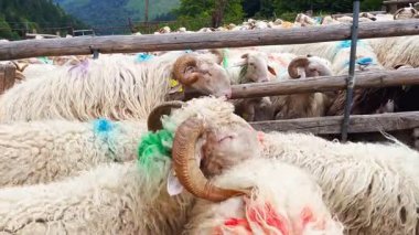 Fransa 'nın Pirenes dağlarındaki koyun çiftliği, Güney Avrupa' da koyun peyniri üretimi ve süt ürünleri yetiştiriciliğiyle bilinen bir bölge. Pireneler 'deki bir dağ koyun çiftliğinde ağıldaki büyük bir koyun sürüsü..