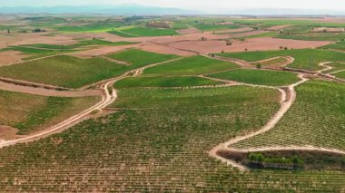 İspanya 'nın La Rioja bölgesindeki güzel üzüm bağları. Kuzey İspanya 'daki ünlü Rioja şarabını üreterek yazın bitmeyen üzüm bağlarını gösteren hava manzarası.