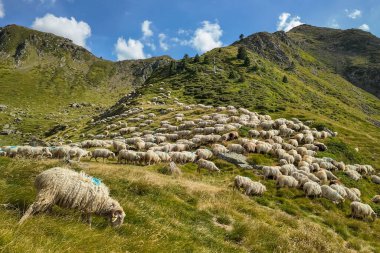Büyük bir koyun sürüsü, Güney Avrupa 'da koyun peyniri üretimi ve mandırasıyla bilinen İspanya ile Fransa arasındaki sınırda Pireneler' deki yeşil çimlerde otluyor.