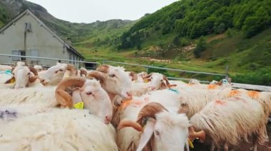 Fransa 'nın Pirenes dağlarındaki koyun çiftliği, Güney Avrupa' da koyun peyniri üretimi ve süt ürünleri yetiştiriciliğiyle bilinen bir bölge. Pireneler 'deki bir dağ koyun çiftliğinde ağıldaki büyük bir koyun sürüsü..