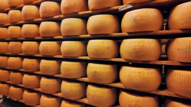 Parmigiano-Reggiano sert peynirinin geleneksel üretim süreci Parma, İtalya 'da küçük bir mandıra çiftliğinde. Parmesan peyniri tekerlerinin 5 yıla kadar yaşlandığı fabrika olgunlaşma odası. 