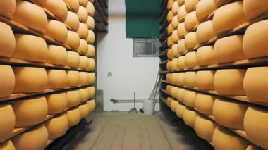 Parmigiano-Reggiano sert peynirinin geleneksel üretim süreci Parma, İtalya 'da küçük bir mandıra çiftliğinde. Parmesan peyniri tekerlerinin 5 yıla kadar yaşlandığı fabrika olgunlaşma odası. 