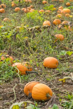 Sonbahar hasat mevsiminde bir çiftçi tarlasında kabak tarlası, kırsal alanda toplanan taze balkabaklarıyla..