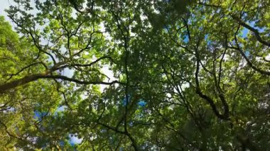 Yaz ormanındaki yemyeşil yapraklara bakıyorum. Huzurlu ormandaki uzun ağaçlar, açık mavi gökyüzüne karşı yeşil yaprakların arasından süzülen güneş ışığı. Doğa, sükunet ve doğal güzellik ele geçirildi.