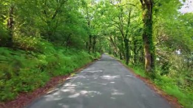 POV, Kuzey İspanya 'nın Galiçya bölgesindeki dar asfalt köy yolunda yoğun yeşil ormandan geçiyor. Doğal bitki örtüsü, barışçıl atmosfer ve güzel orman yolu olan manzaralı kırsal bölge..