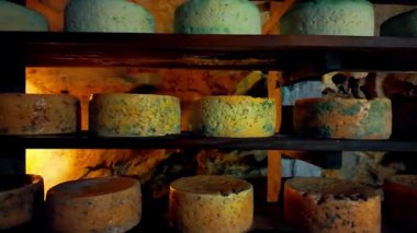 Geleneksel Queso Cabrales peyniri Asturias, Kuzey İspanya 'daki doğal mağarada yaşlanıyor. Mağaralarda yaşlanan eşsiz keçi sütü peyniri, Asturian mutfağının ve geleneksel zanaatkar üretimin bir işareti.. 