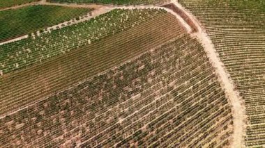 İspanya 'nın La Rioja bölgesindeki güzel üzüm bağları. Kuzey İspanya 'daki ünlü Rioja şarabını üreterek yazın bitmeyen üzüm bağlarını gösteren hava manzarası.