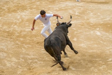 Le Grau-du-Roi, Fransa - 11 Eylül 2024: Fransa 'nın güneyinde Camarguaise ya da boğa güreşi geleneği. Röntgenciler boğaların boynuzları arasına bağlanmış gül ya da kokard kapmak için yarışıyorlar.