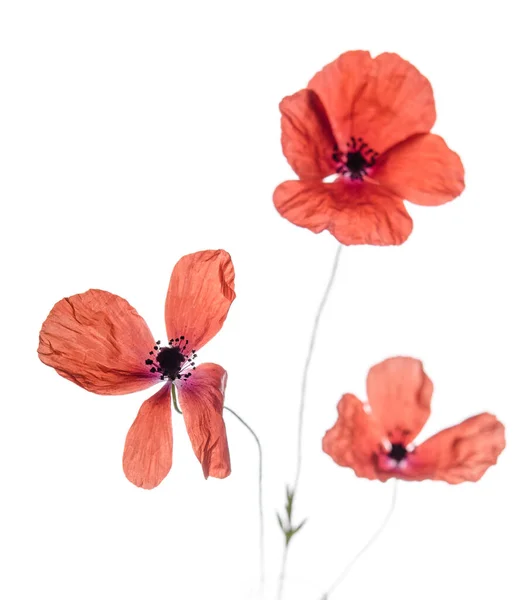 Kytice Červených Máků Izolovaných Bílém Pozadí Pole Divoké Květiny Jarní — Stock fotografie