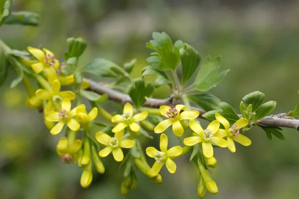 Kwitnący Krzew Jagodowy Wiosennym Ogrodzie Gromady Żółtych Kwiatów Wiosna — Zdjęcie stockowe