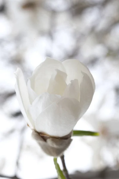 Magnólia Branca Botão Flor Ramo Parque Primavera Ramos Sem Folhas — Fotografia de Stock