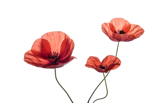 Bouquet Von Roten Mohn Isoliert Auf Weißem Hintergrund Feld Wildblumen — Stockfoto