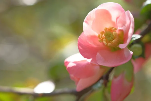 枝にピンクのリンゴの花の芽 果樹園 — ストック写真