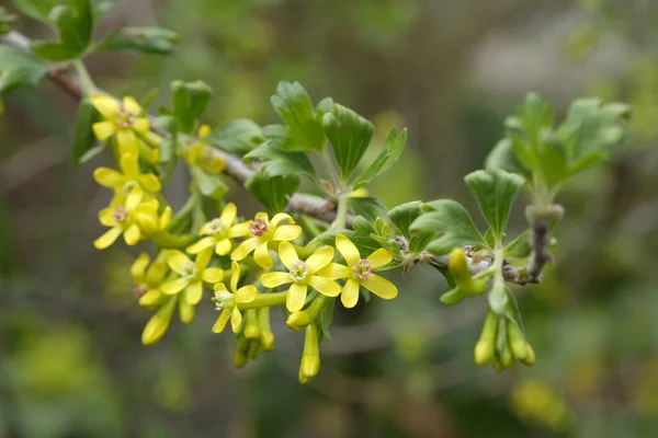 Kwitnący Krzew Jagodowy Wiosennym Ogrodzie Gromady Żółtych Kwiatów Wiosna — Zdjęcie stockowe