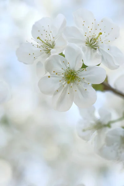 樱桃枝上盛开着白花 Orchard案 — 图库照片