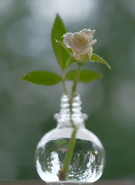 Одна Рожева Троянда Скляному Флаконі Ніжна Квітка Літній Час Ранкова — стокове фото