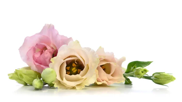 Fleurs Roses Jaunes Isolées Sur Fond Blanc Des Bourgeons Floraux — Photo