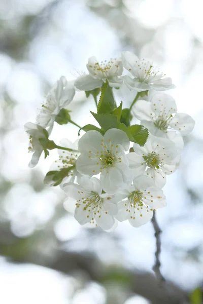 벚꽃에는 봄그린 과수원 — 스톡 사진