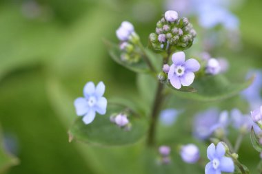 Yeşil bir çiçek tarhında mavi küçük çiçekler. Bahar çiçekleri. İlkbahar.