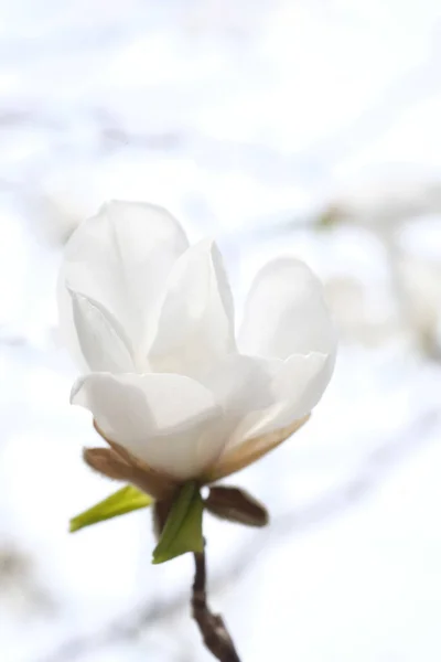 Білий Бутон Квітки Магнолії Гілці Весняний Парк Гілки Листя — стокове фото