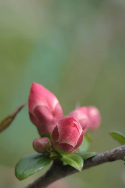 Pupeny Růžových Jabloní Větvích Ovocná Zahrada Jaro — Stock fotografie