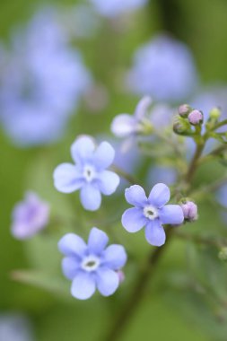 Yeşil bir çiçek tarhında mavi küçük çiçekler. Bahar çiçekleri. İlkbahar.