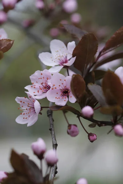 樱桃树枝上盛开着粉红色的花 Orchard案 — 图库照片