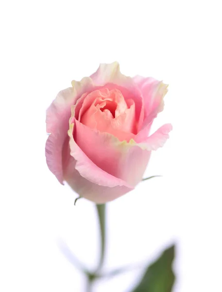 Ένα Ροζ Τριαντάφυλλο Λουλούδι Απομονωμένο Λευκό Φόντο Λεπτό Λουλούδι — Φωτογραφία Αρχείου