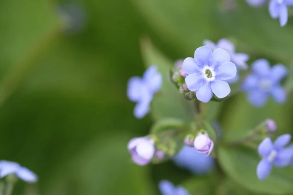 Blauwe Kleine Bloemen Een Groen Bloembed Voorjaarsbloemen Lente — Stockfoto
