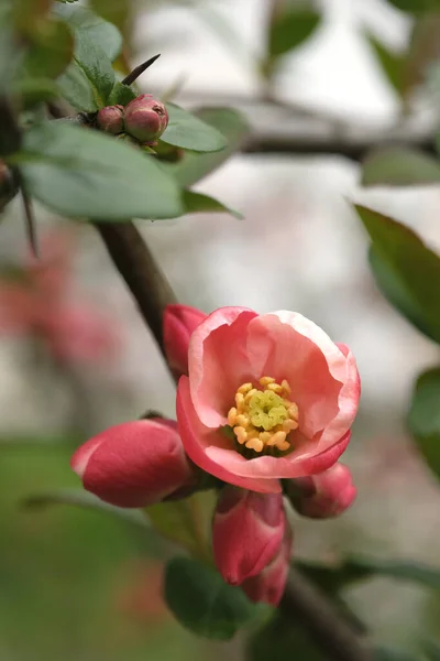枝条上绽放着粉红色的苹果花 果树园 春天的时候 — 图库照片