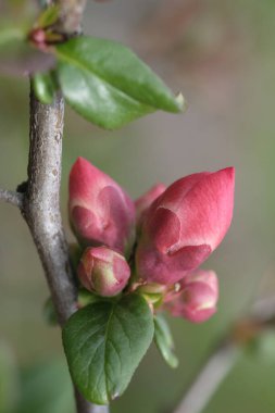 Dalların üzerinde pembe elma tomurcukları. Meyve bahçesi. İlkbahar.