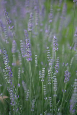 Sahada leylak lavantası yetişiyor. Yaz sabahı. Kır çiçekleri.
