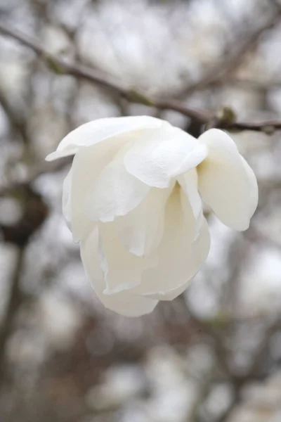 Fehér Magnólia Virágbimbó Egy Ágon Tavaszi Park Levél Nélküli Ágak — Stock Fotó