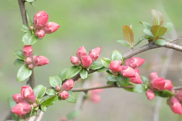 Knoppar Rosa Äpple Blomma Grenar Fruktträdgård Vår Europa — Stockfoto
