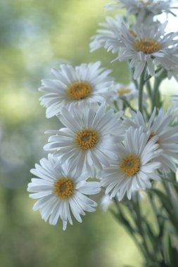 Bulanık arka planda beyaz yapraklı papatya çayı. Yaz zamanı. Bahçede bir gün.