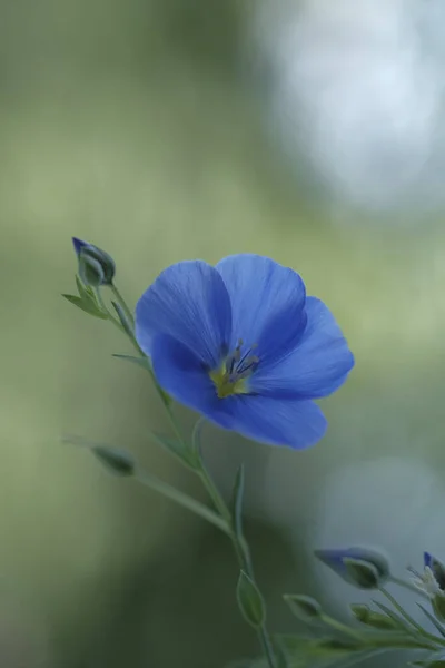 Niebieskie Kwiaty Lnu Cienkich Zielonych Łodygach Olej Lniany Delikatne Kwiaty — Zdjęcie stockowe