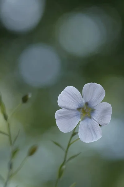 Nce Yeşil Saplı Mavi Keten Çiçekleri Keten Tohumu Yağı Narin — Stok fotoğraf