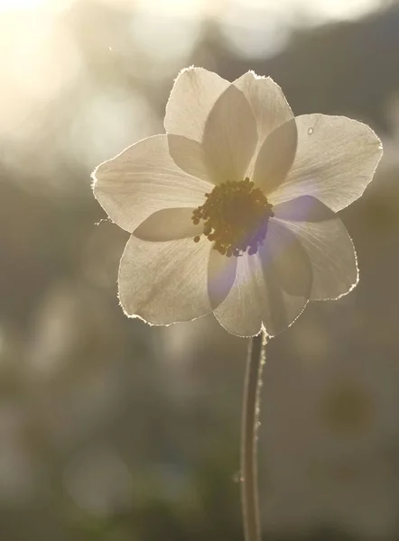 Λευκή Ανεμώνη Στον Ήλιο Θολή Φόντο Λουλούδι Κήπου Θερινή Ημέρα — Φωτογραφία Αρχείου