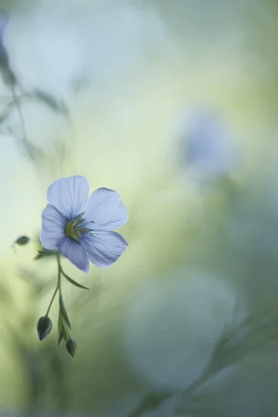 Delicate Blue Flowers Blurred Background Watercolor Painting Morning Light — Stock Photo, Image