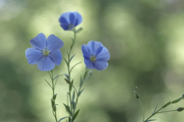 Голубые Льняные Цветы Тонких Зеленых Стеблях Льняное Масло Нежные Цветы — стоковое фото