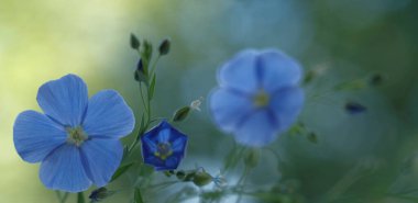İnce yeşil saplı mavi keten çiçekleri. Keten tohumu yağı. Narin çiçekler..
