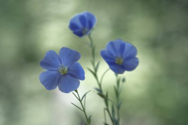 İnce yeşil saplı mavi keten çiçekleri. Keten tohumu yağı. Narin çiçekler..