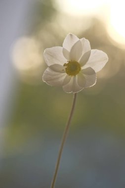 Bulanık bir arka planda, güneşte beyaz bir şakayık. Bahçe çiçeği. Yaz günü.
