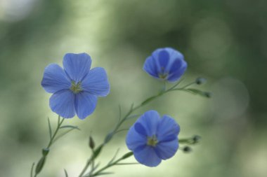 İnce yeşil saplı mavi keten çiçekleri. Keten tohumu yağı. Narin çiçekler..