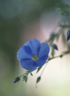 İnce yeşil saplı mavi keten çiçekleri. Keten tohumu yağı. Narin çiçekler..